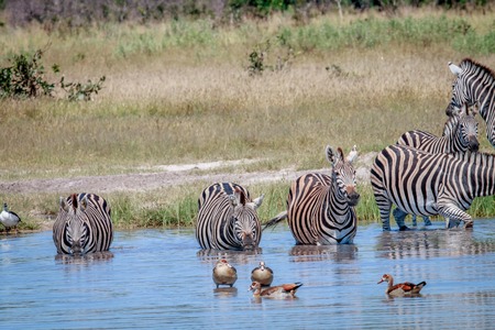 Group of Zebras drinking in the Chobe National Park, Botswana.の写真素材
