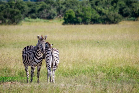 Two Zebras bonding in the Okavango delta, Botswana.の写真素材