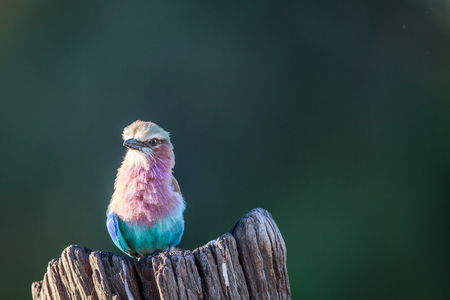 Lilac-breasted roller on a tree trunk in the Chobe National Park, Botswana.の写真素材