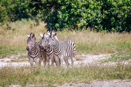 Zebras standing in grass in the Chobe National Park, Botswana.の写真素材