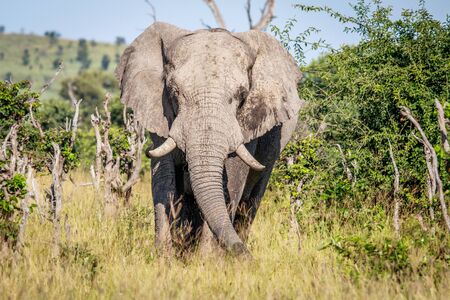 Elephant starring at the camera in the Okavango delta, Botswana.の写真素材