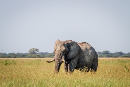 Elephant standing in high grass in the Chobe National Park, Botswana.の写真素材
