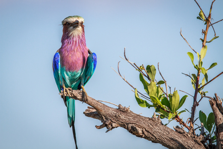 Lilac-breasted roller on a branch in the Chobe National Park, Botswana.の写真素材