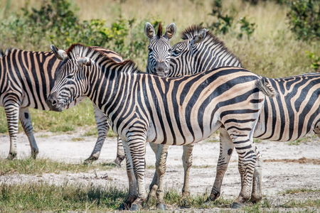 Bonding Zebras in the Chobe National Park, Botswana.の写真素材