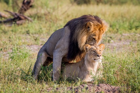 Lion couple mating in the Chobe National Park, Botswana.の写真素材