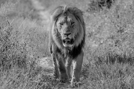 Big male Lion walking towards the camera in black and white in the Chobe National Park, Botswana.の写真素材