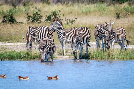 Group of Zebras drinking in the Chobe National Park, Botswana.の写真素材
