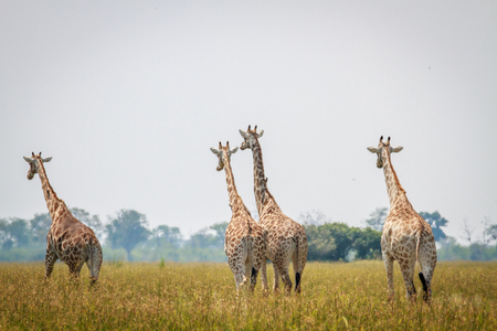 Group of Giraffes walking away from the camera in the Chobe National Park, Botswana.の写真素材