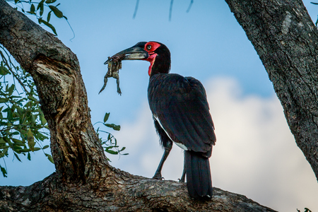 Southern ground hornbill with a frog kill in a tree in the Chobe National Park, Botswana.の写真素材