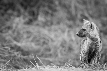 Young Spotted hyena starring in black and white in the Chobe National Park, Botswana.の写真素材