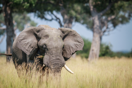 Big Elephant standing in high grass in the Chobe National Park, Botswana.の写真素材
