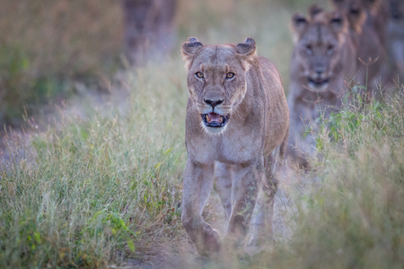 Lioness walking towards the camera in the Chobe National Park, Botswana.の写真素材