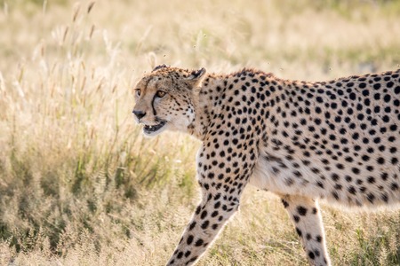 Side profile of a Cheetah in the Chobe National Park, Botswana.の写真素材