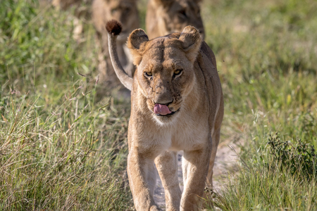 Lions walking towards the camera in the Chobe National Park, Botswana.の写真素材