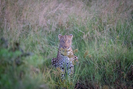 Leopard starring at the camera in the Chobe National Park, Botswana.の写真素材