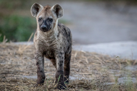Curious young Spotted hyena starring at the camera in the Chobe National Park, Botswana.の写真素材