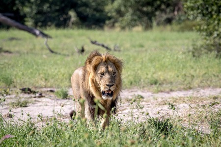 Big male Lion walking towards the camera in the Chobe National Park, Botswana.の写真素材