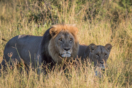 Lion couple in the high grass in the Chobe National Park, Botswana.の写真素材
