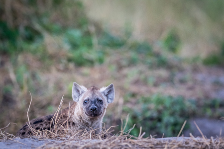 Young Spotted hyena starring at the camera in the Chobe National Park, Botswana.の写真素材