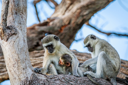 Vervet monkey family sitting in a tree in the Chobe National Park, Botswana.の写真素材