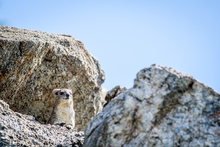 Rock hyrax basking on the rocks in Hwange National Park, Zimbabwe.の写真素材