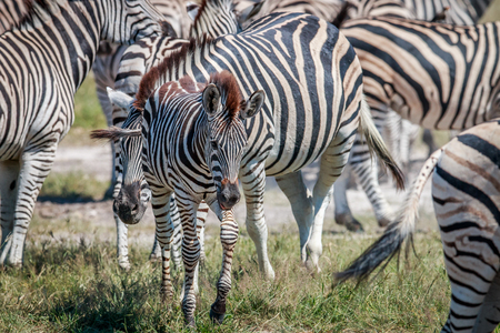 Baby Zebra in between a group in the Chobe National Park, Botswana.の写真素材