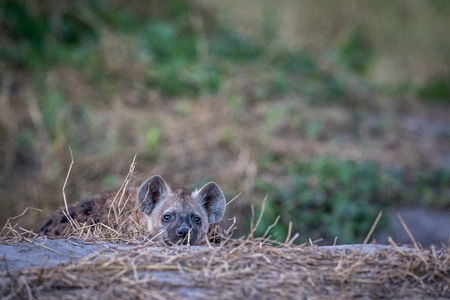 Young Spotted hyena starring at the camera in the Chobe National Park, Botswana.の写真素材