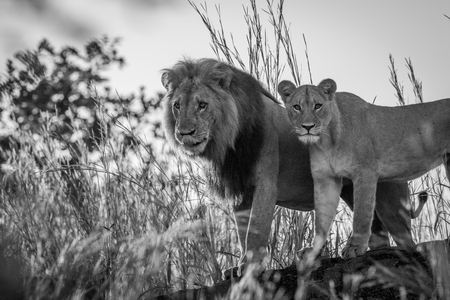 Lion couple standing on a rock in black and white in the Chobe National Park, Botswana.の写真素材