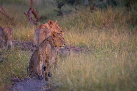Side profiles of a group of Lions in the Chobe National Park, Botswana.の写真素材