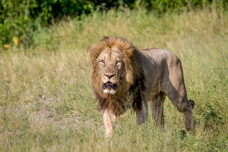 Big male Lion walking in the high grass in the Chobe National Park, Botswana.の写真素材