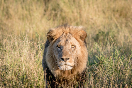 Male Lion in the high grass in the Chobe National Park, Botswana.の写真素材