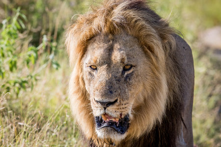 Big male Lion walking towards the camera in the Chobe National Park, Botswana.の写真素材