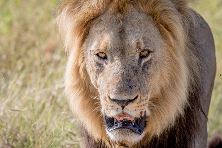 Big male Lion starring at the camera in the Chobe National Park, Botswana.の写真素材