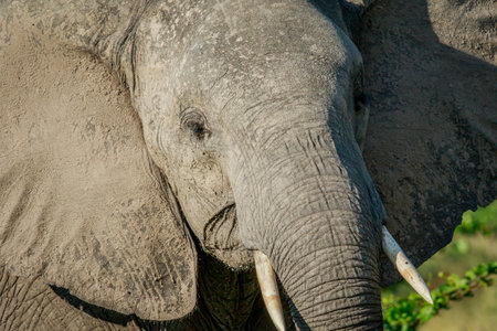 Close up of an Elephant in the Chobe National Park, Botswana.
