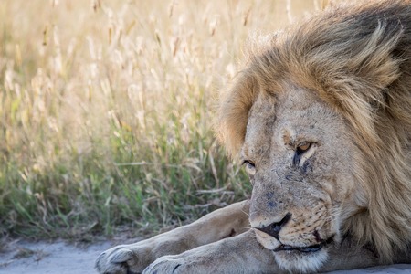 Close up of a big male Lion in the Chobe National Park, Botswana.の写真素材