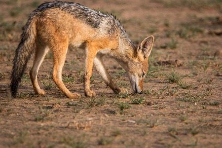 Black-backed jackal smelling something in the grass in the Kgalagadi Transfrontier Park, South Africa.の写真素材