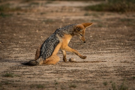 Black-backed jackal playing in the sand in the Kgalagadi Transfrontier Park, South Africa.の写真素材
