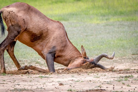 Red hartebeest rubbing itself in mud in the Kgalagadi Transfrontier Park, South Africa.の写真素材