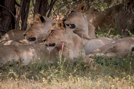 Pride of Lions laying in the grass in the Kgalagadi Transfrontier Park, South Africa.の写真素材