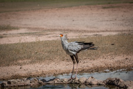 Secretary bird standing at a waterhole in the Kgalagadi Transfrontier Park, South Africa.の写真素材