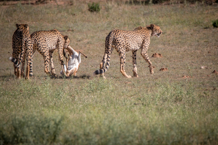 Cheetahs with a Springbok kill in the Kgalagadi Transfrontier Park, South Africa.の写真素材