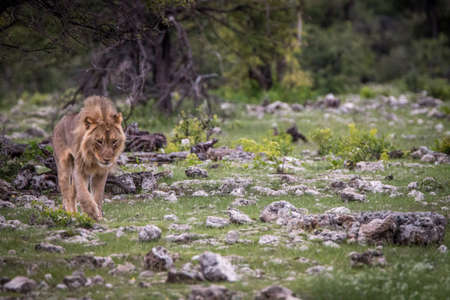 Young male Lion walking in the grass in the Etosha National Park, Namibia.の写真素材