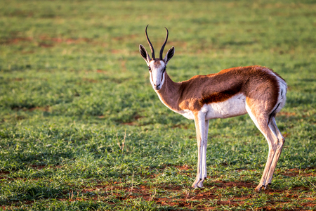 Springbok standing in the grass in the Kgalagadi Transfrontier Park, South Africa.の写真素材
