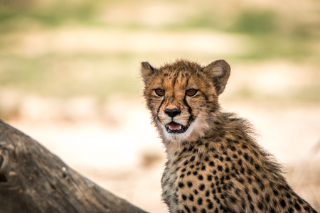 Cheetah looking around in the Kgalagadi Transfrontier Park, South Africa.の写真素材