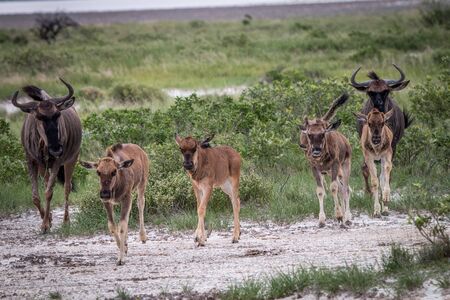 Group of Blue wildebeest walking in a file in the Etosha National Park, Namibia.の写真素材
