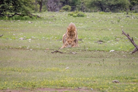 Lion couple mating in the grass in the Etosha National Park, Namibia.の写真素材