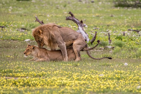 Lion couple mating in the grass in the Etosha National Park, Namibia.の写真素材
