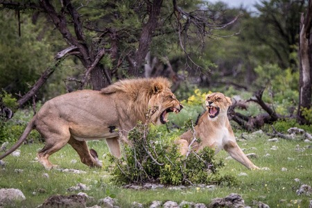 Lion mating couple arguing in the grass in the Etosha National Park, Namibia.の写真素材