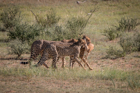 Cheetahs with a Springbok kill in the Kgalagadi Transfrontier Park, South Africa.の写真素材