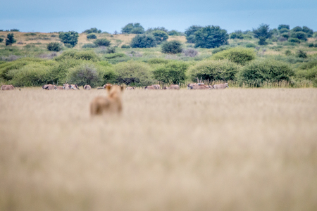 Lion standing in the grass and starring at Gemsbok in the distance in the Central Kalahari, Botswana.の写真素材